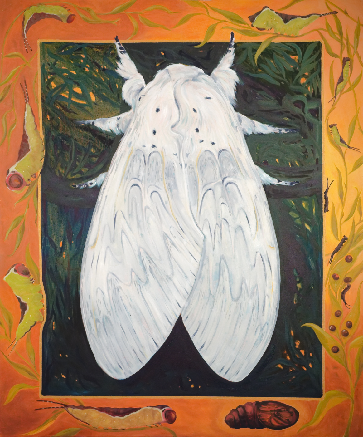 Puss Moth Lifecycle